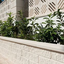 Väggbeklädnad Coria Verniprens