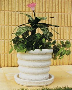 Júcar Verniprens trädgårdskruka