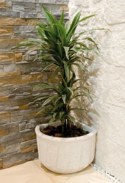 Kenya Verniprens garden pot