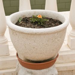 Sena Verniprens Trädgårdskruka