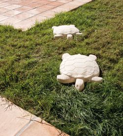 Marca huella tortuga Verniprens