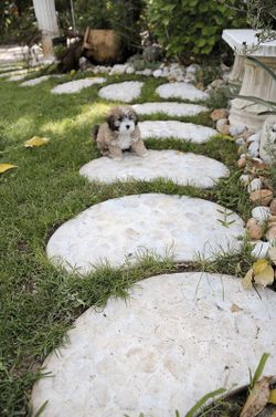 Paso japonés Sushi Verniprens