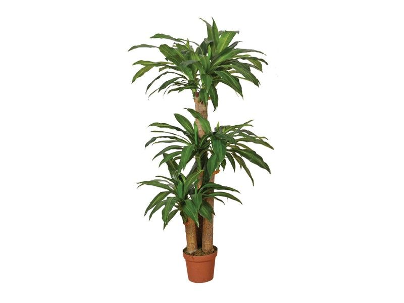eibe höhenwachstum Gemeine Eibe (Taxus baccata) | 40-50 cm im Topf main image 0
